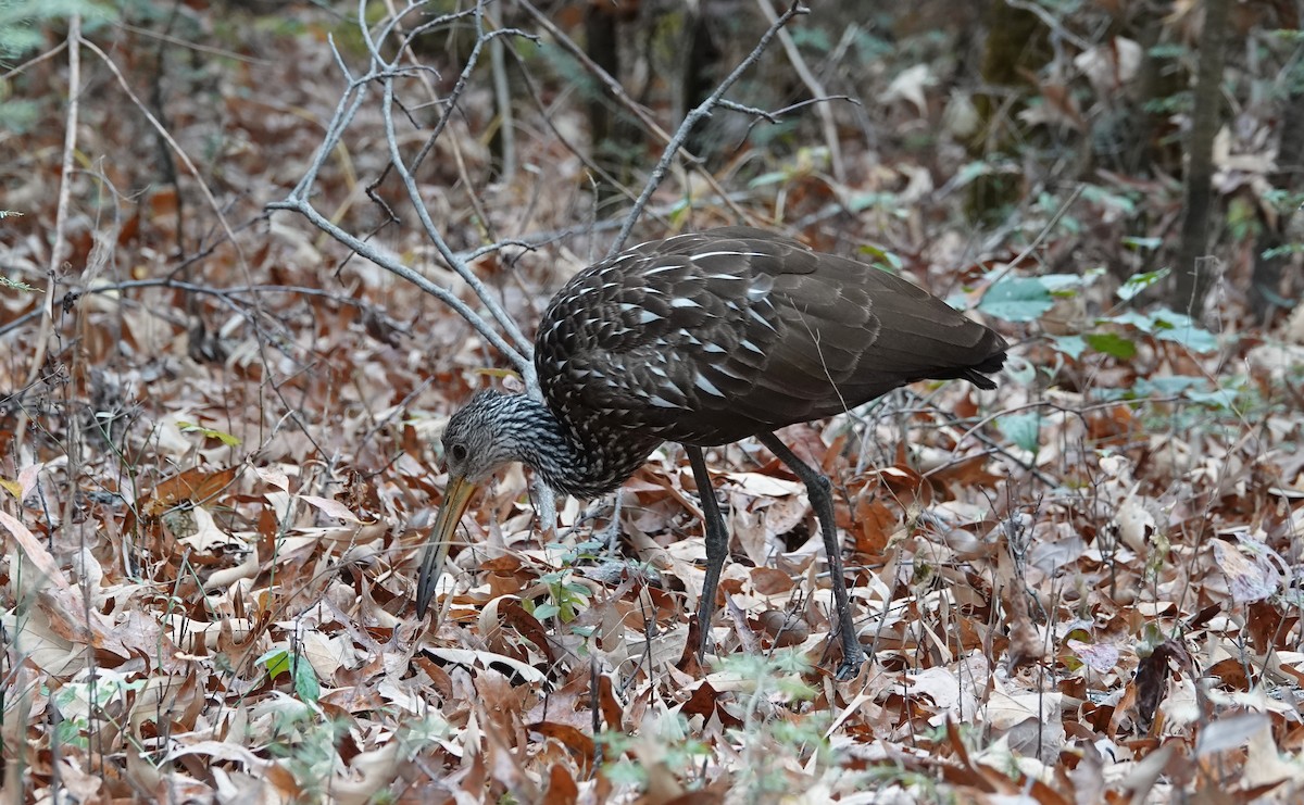 eBird Checklist 10 Nov 2023 Great Smoky Mountains NPCades Cove