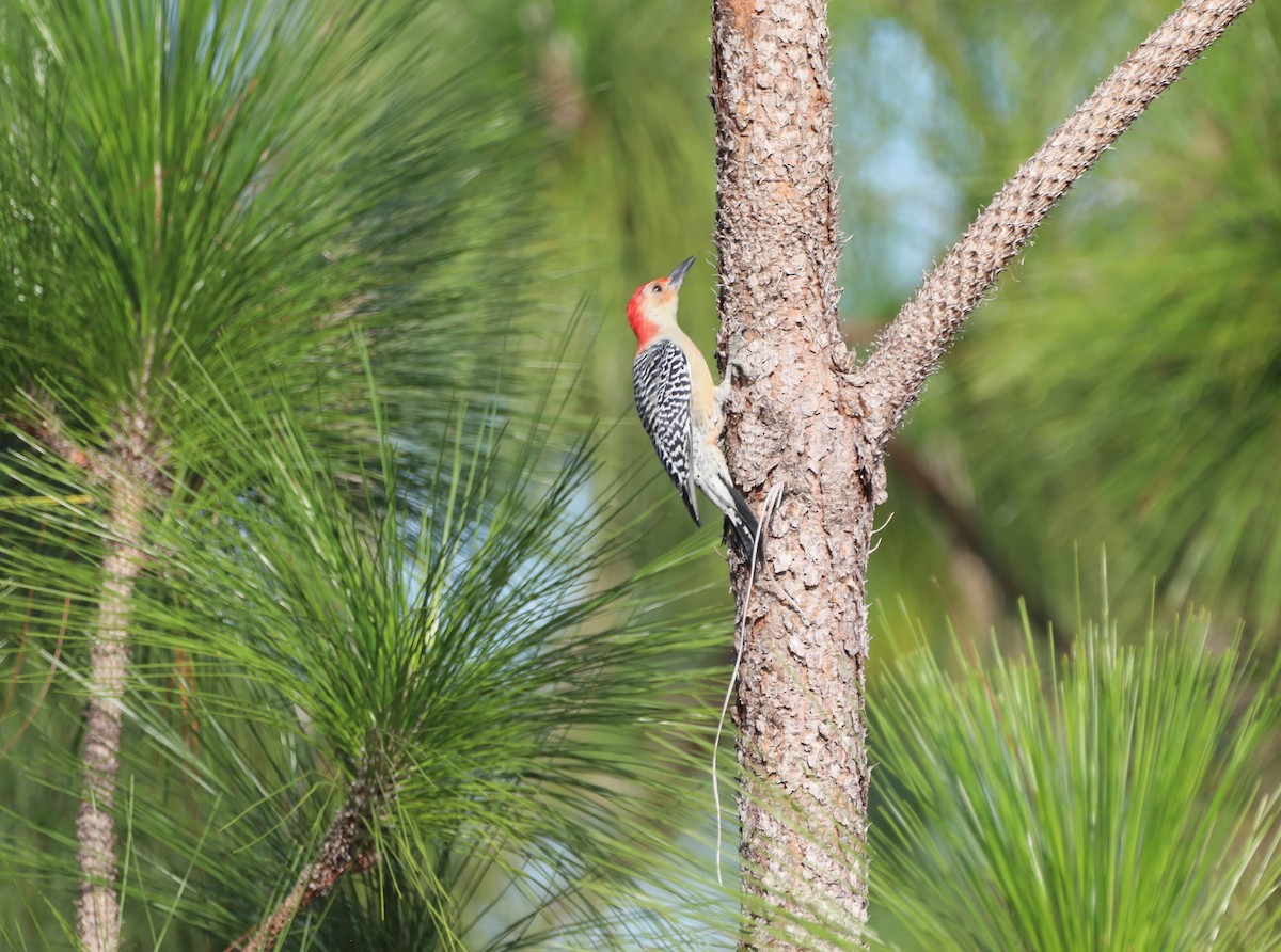 eBird Checklist 9 Nov 2023 Oakland Nature Preserve 31 species