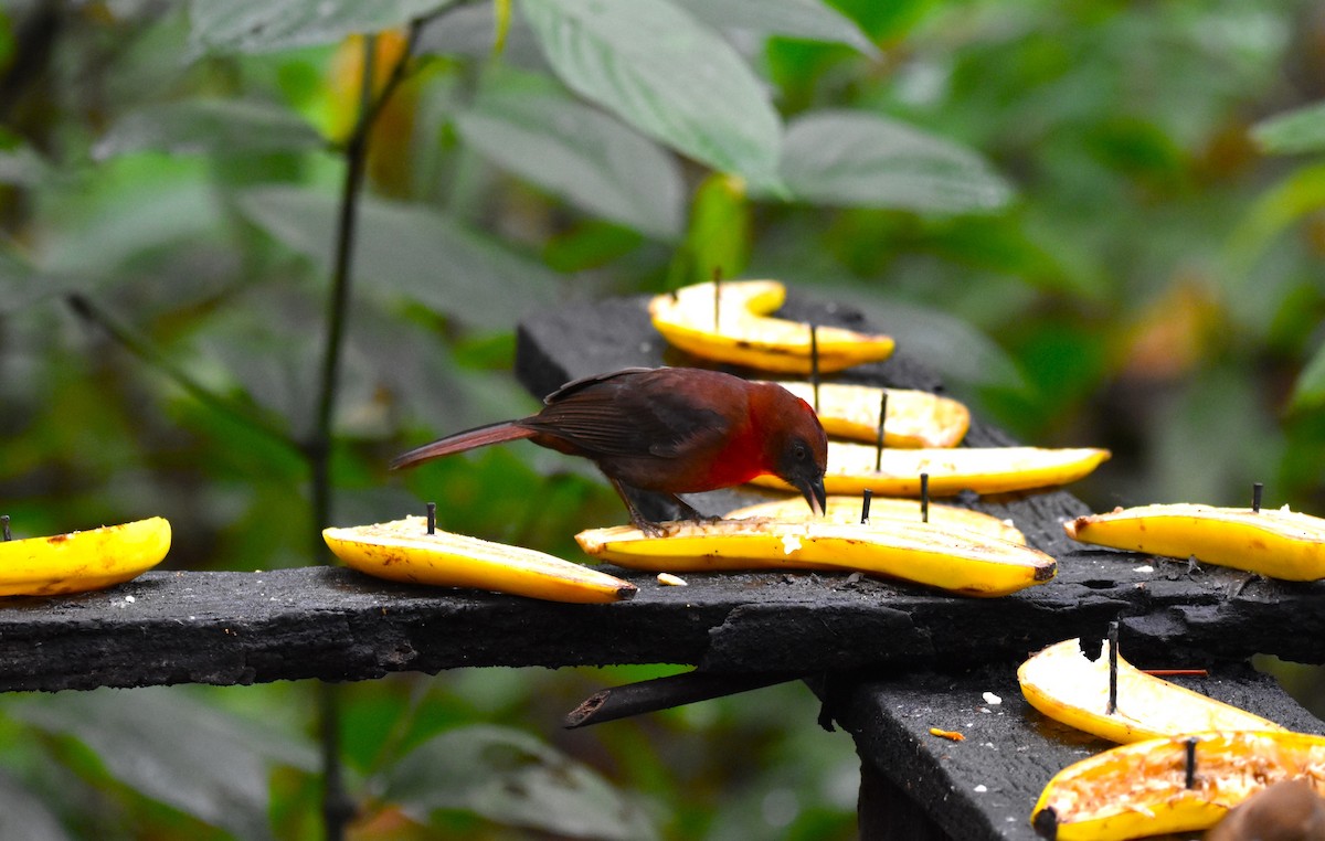 Red-throated Ant-Tanager - ML610967953
