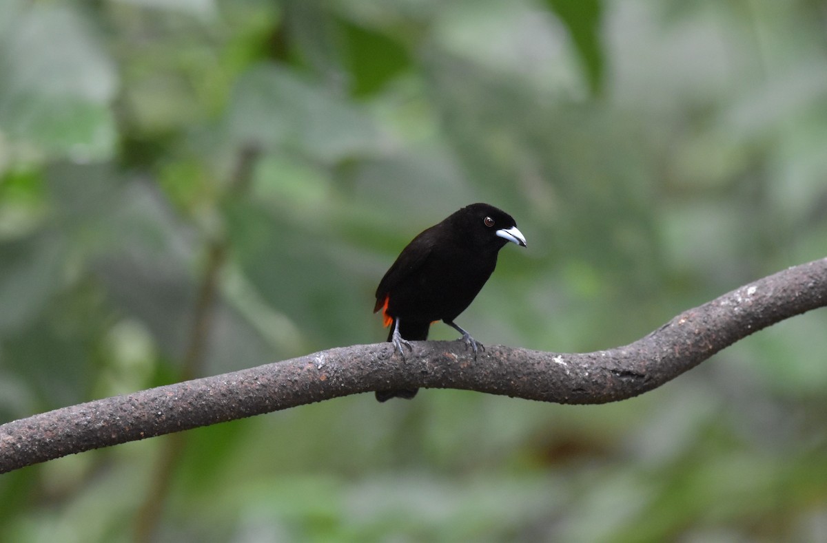Scarlet-rumped Tanager - ML610967960