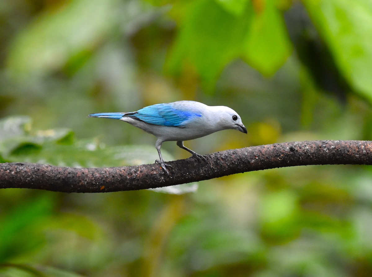 Blue-gray Tanager - ML610967967