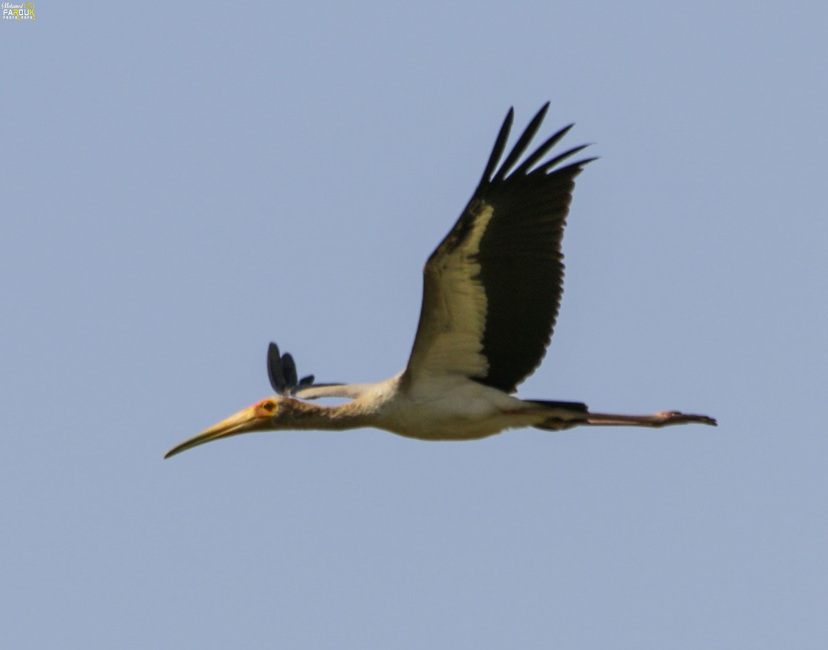 Yellow-billed Stork - ML610968111