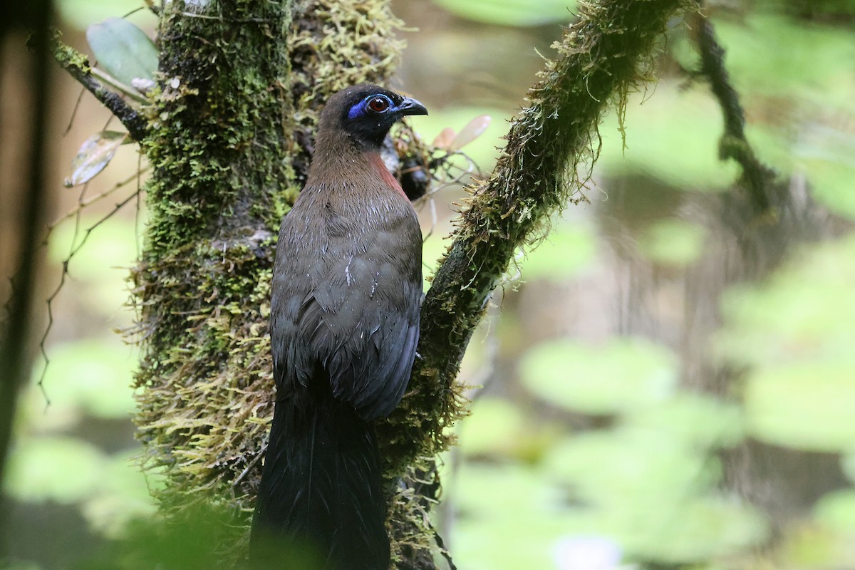Red-breasted Coua - ML610968226