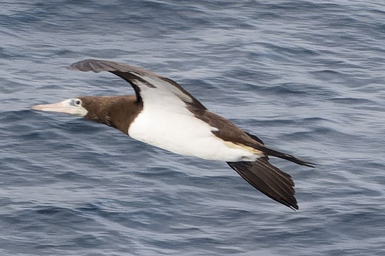 Brown Booby - ML610968754