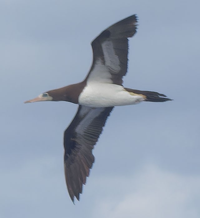Brown Booby - ML610968756
