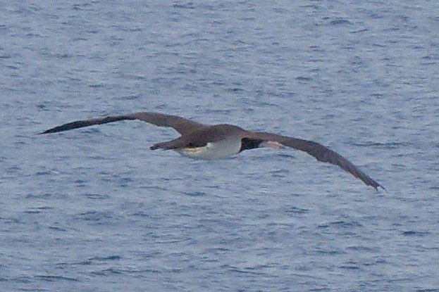 Brown Booby - ML610968757