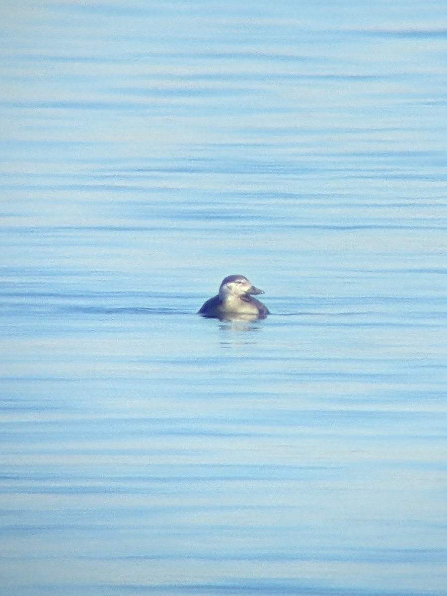 Long-tailed Duck - ML610968796