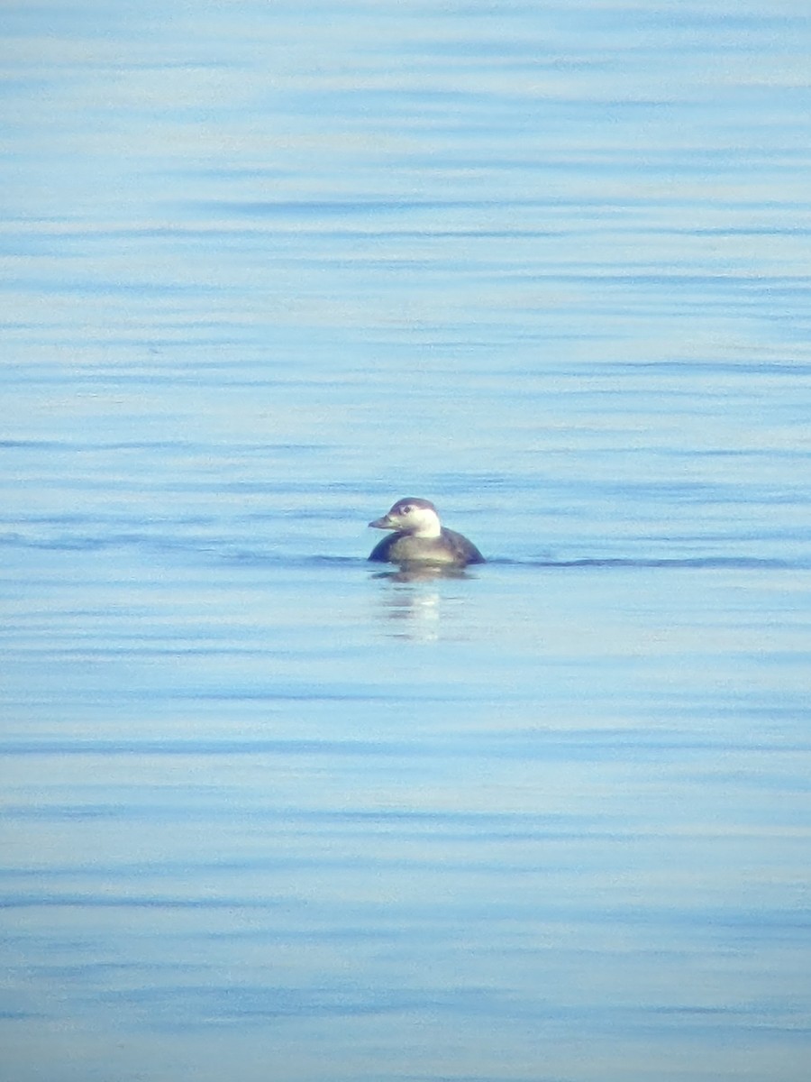 Long-tailed Duck - ML610968797