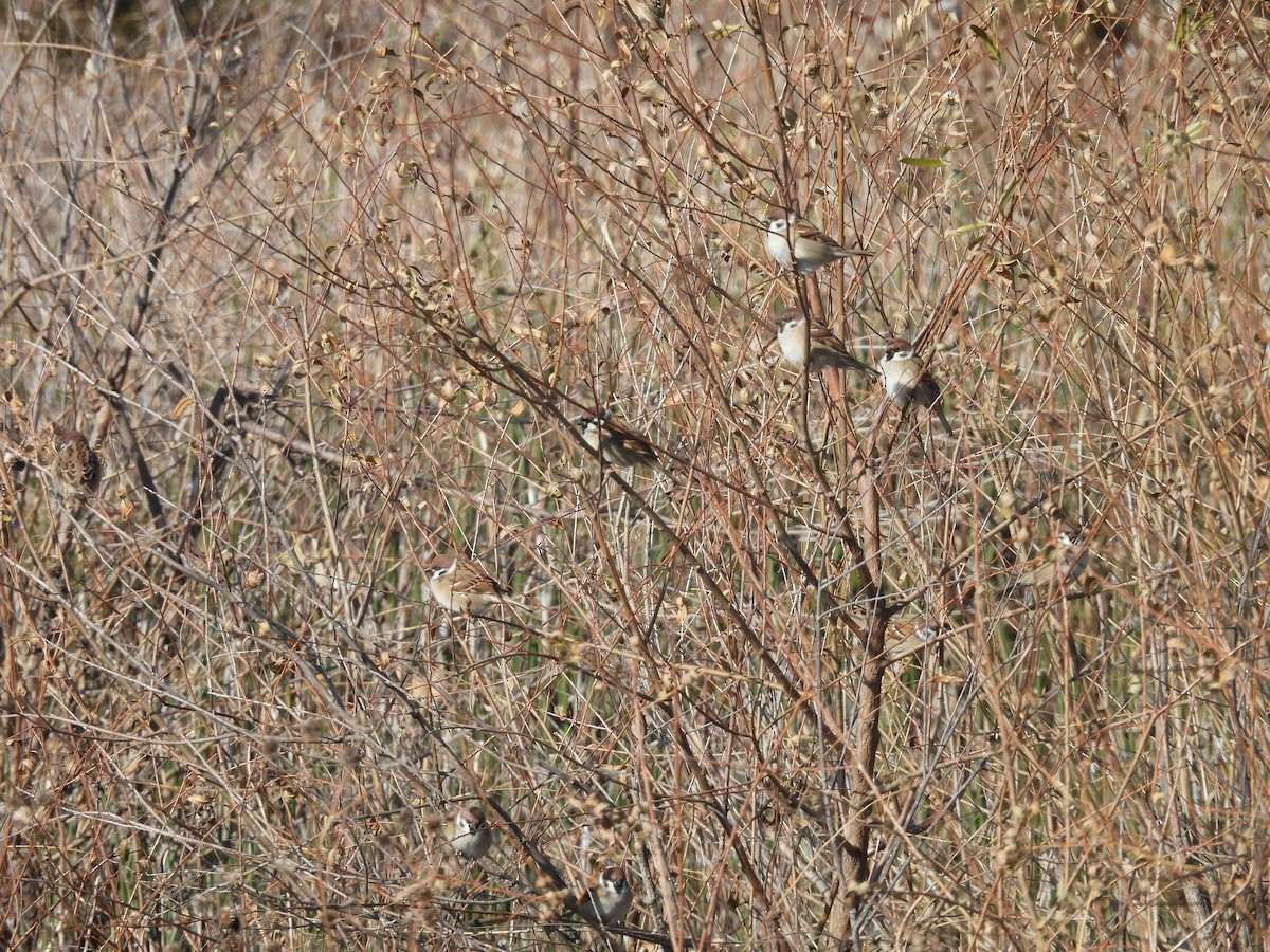 Eurasian Tree Sparrow - ML610969605