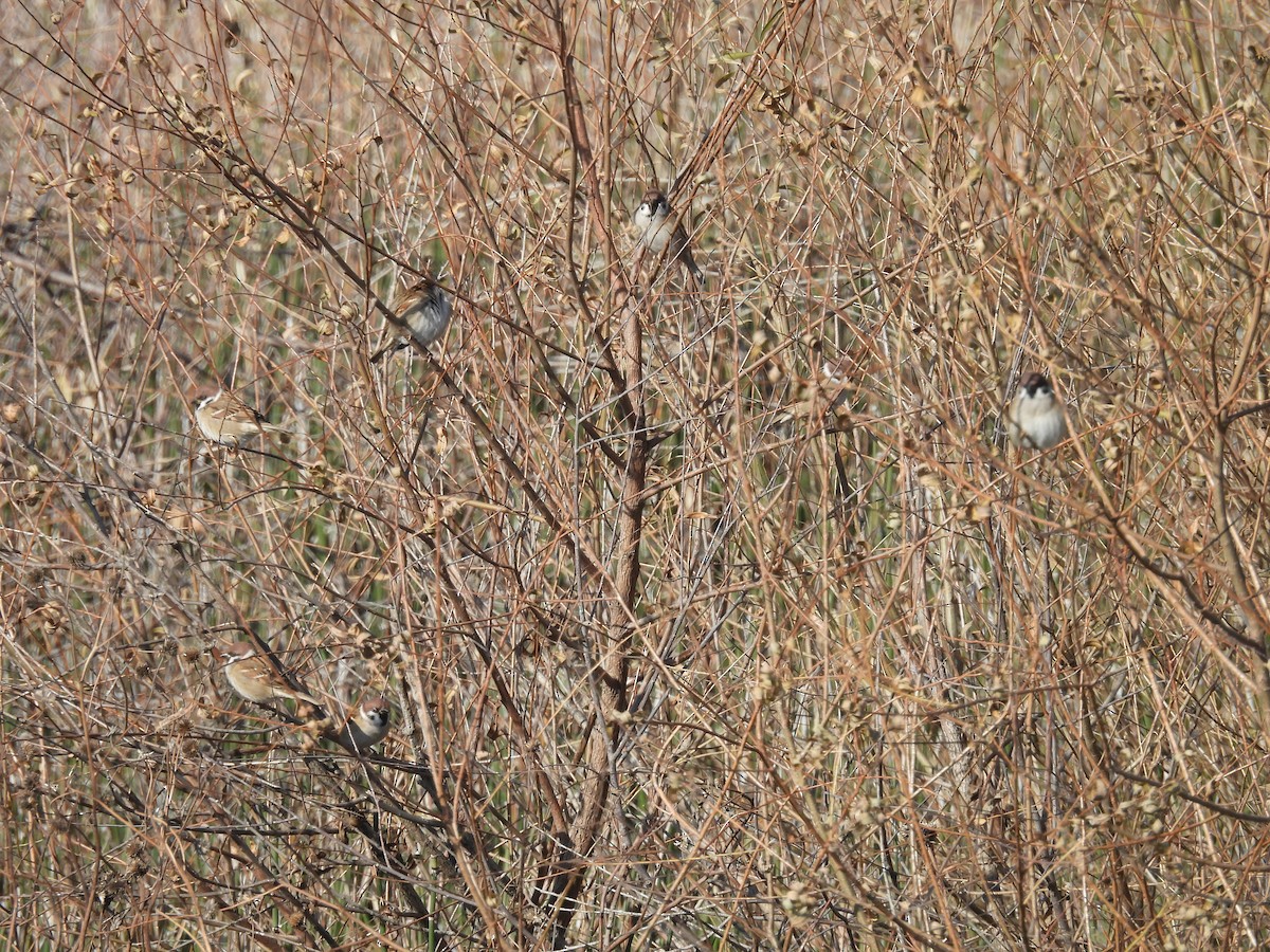 Eurasian Tree Sparrow - ML610969607