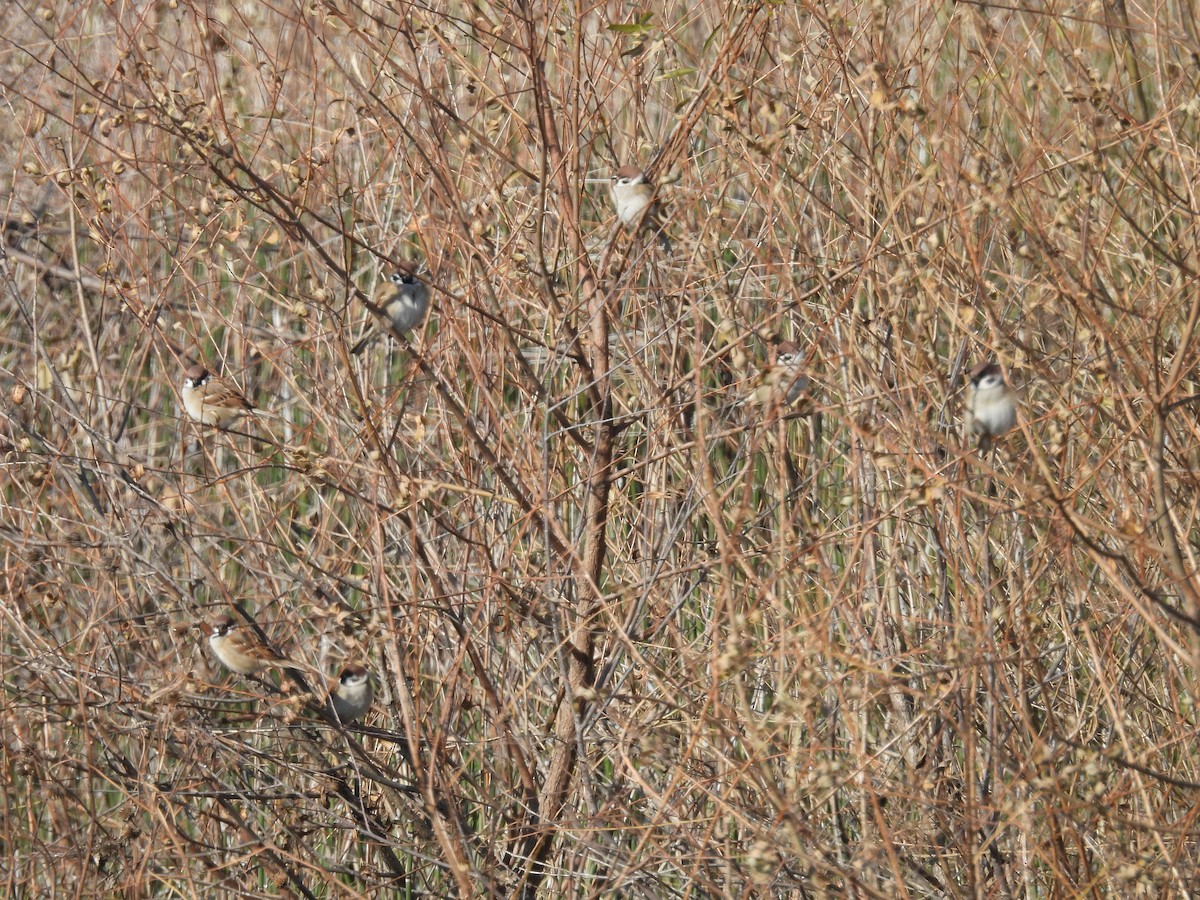 Eurasian Tree Sparrow - ML610969608