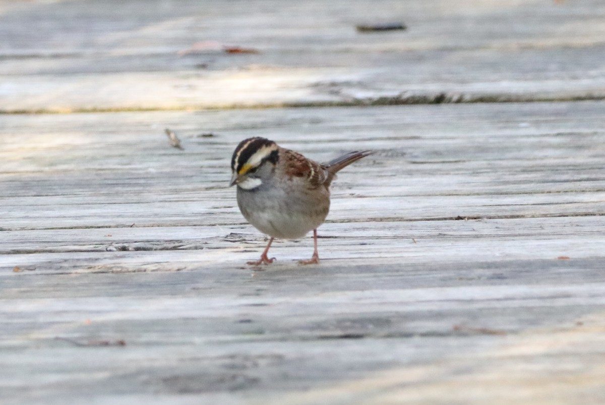 White-throated Sparrow - Mike Mencotti