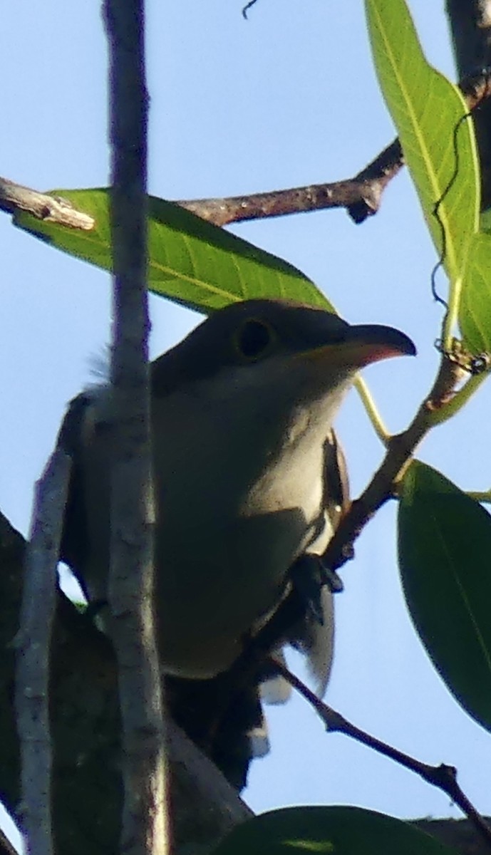 Yellow-billed Cuckoo - ML610970139