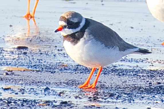 Common Ringed Plover - ML610970749