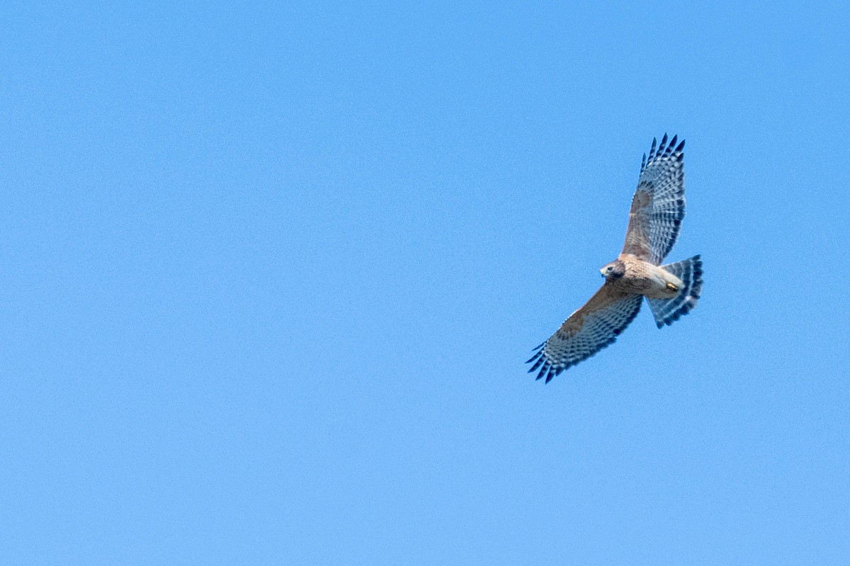 Red-shouldered Hawk (lineatus Group) - ML610971080