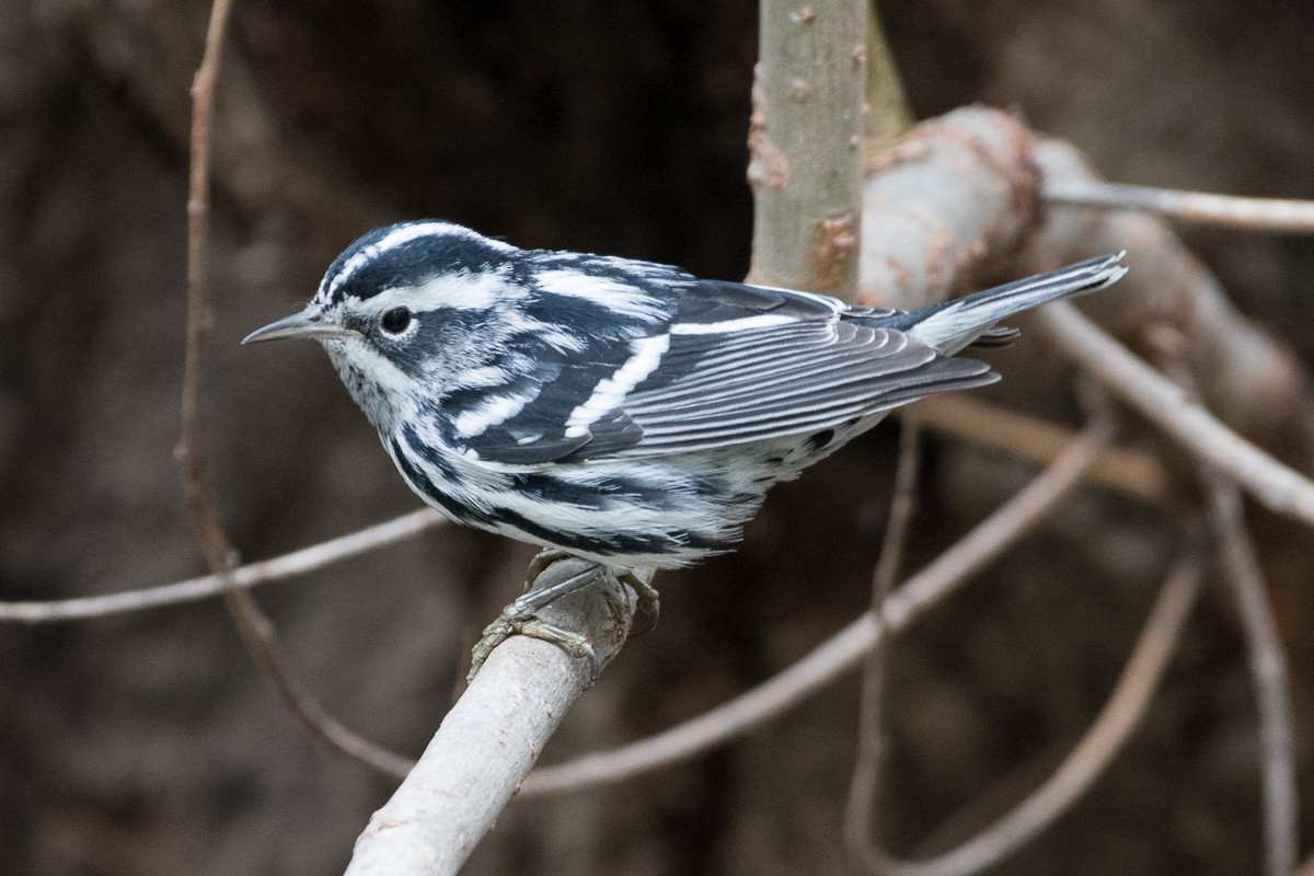 Black-and-white Warbler - ML610971309
