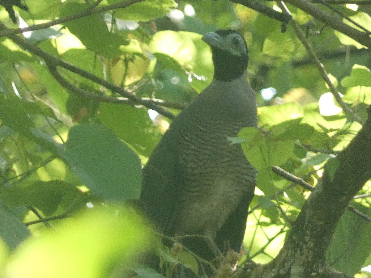Bornean Ground-Cuckoo - ML610971908