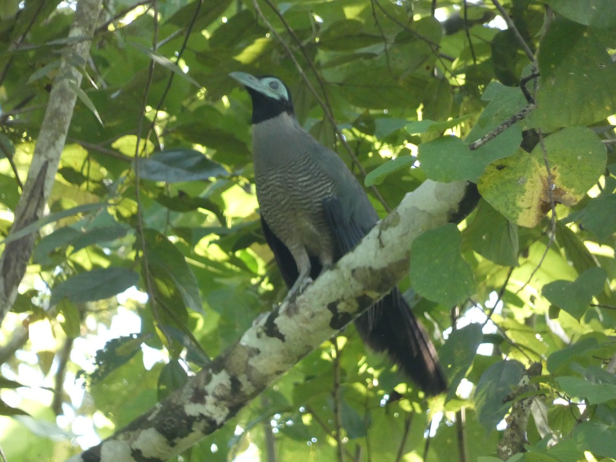 Bornean Ground-Cuckoo - ML610971911