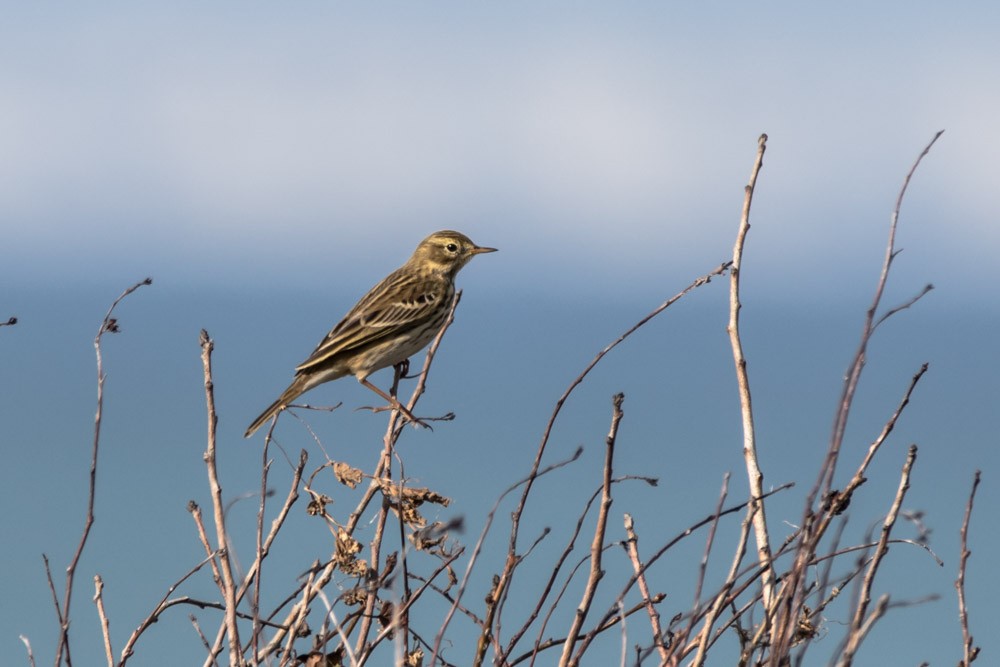 Meadow Pipit - ML610972029