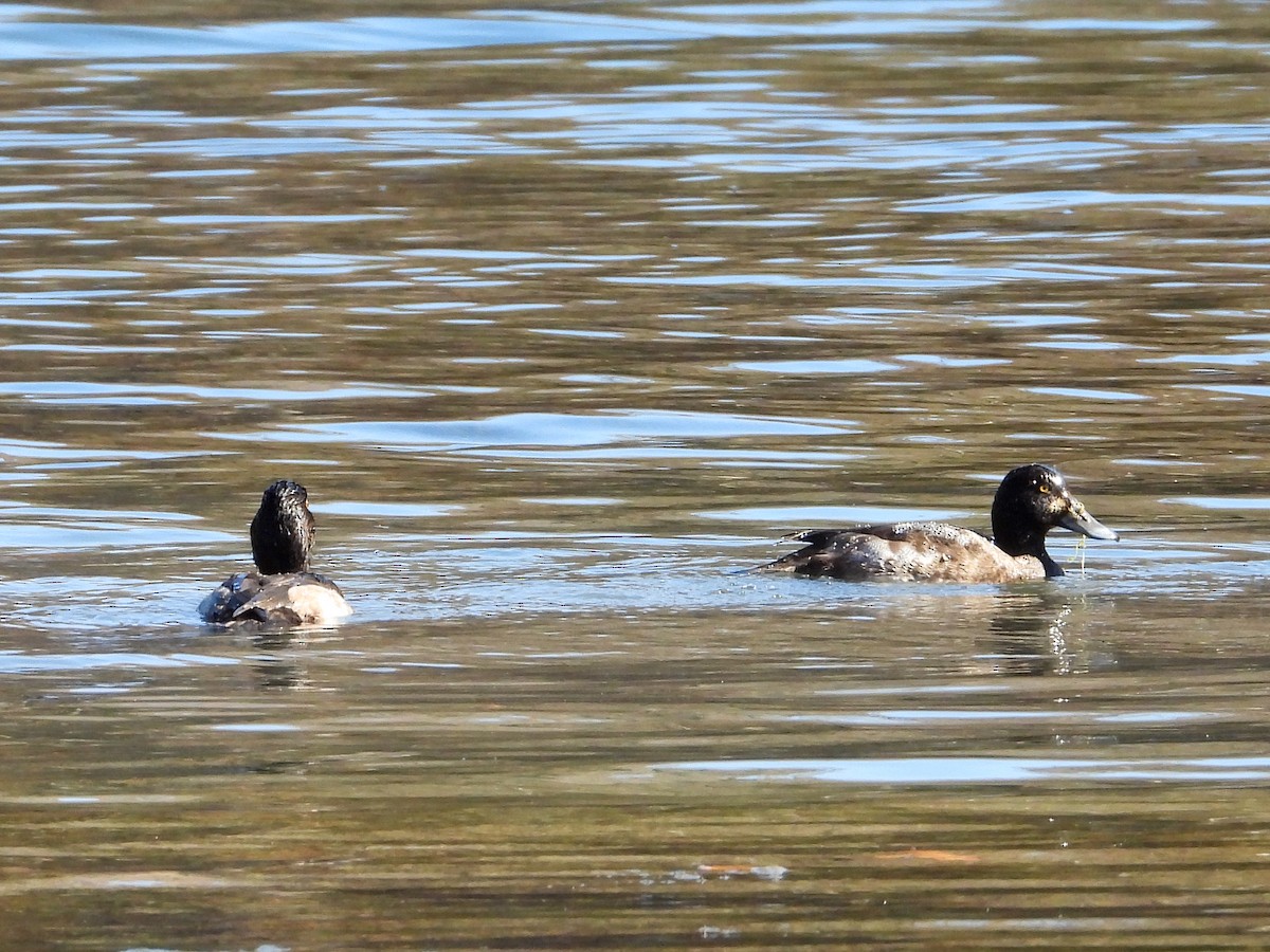 Greater Scaup - ML610972030