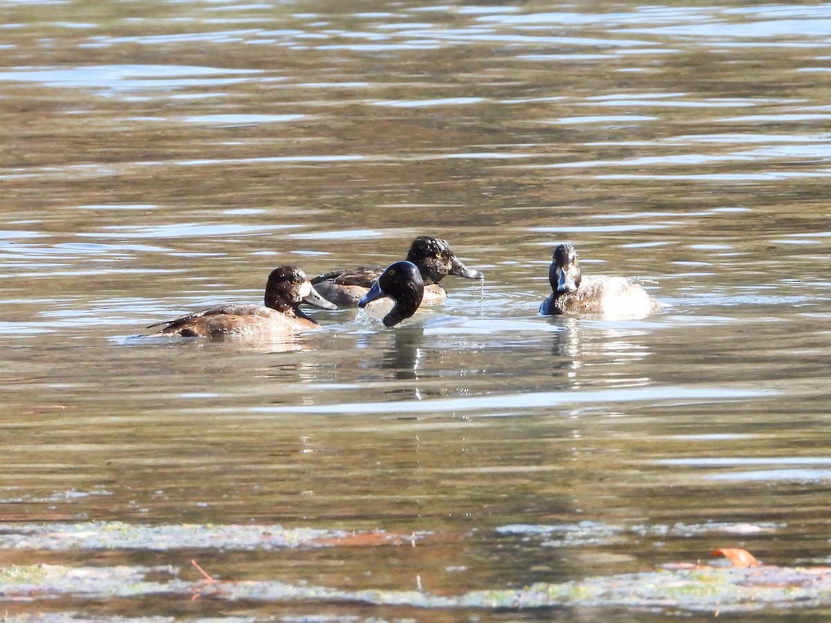 Greater Scaup - ML610972032