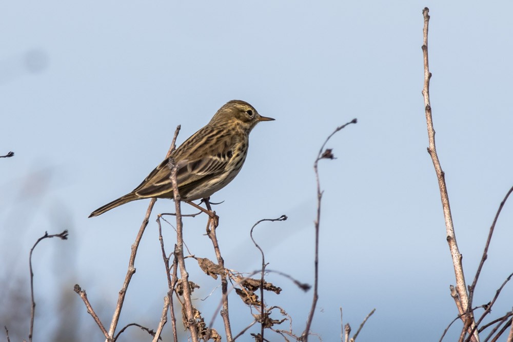 Meadow Pipit - ML610972038