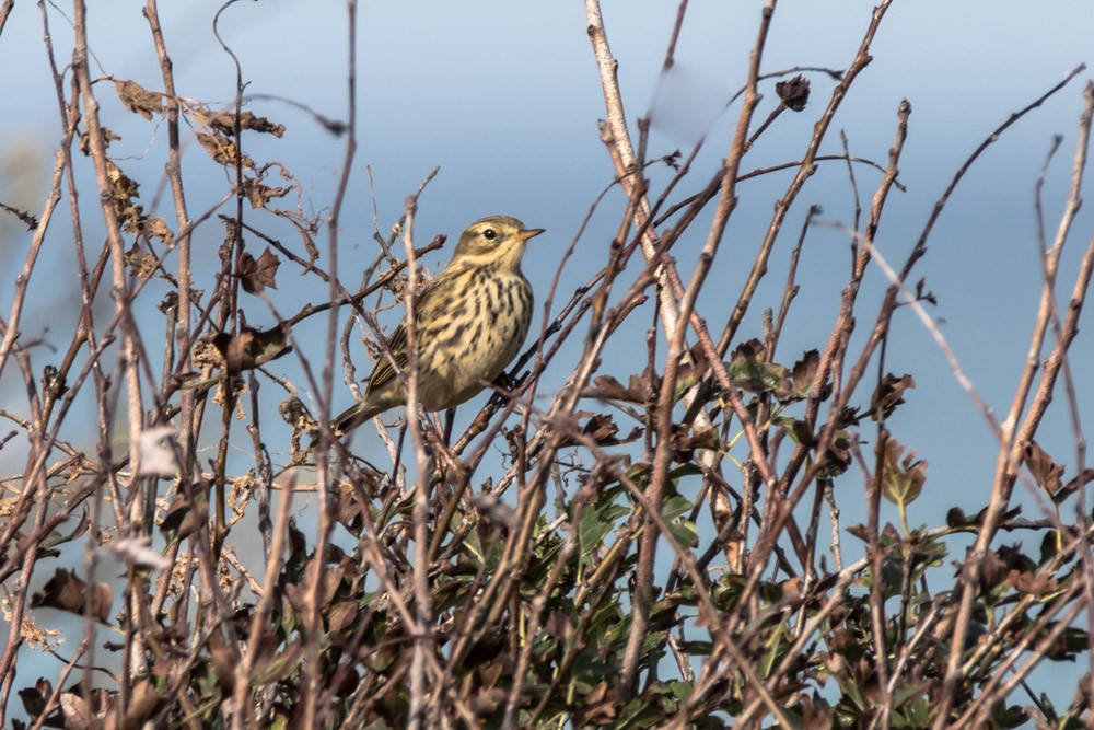 Meadow Pipit - ML610972043