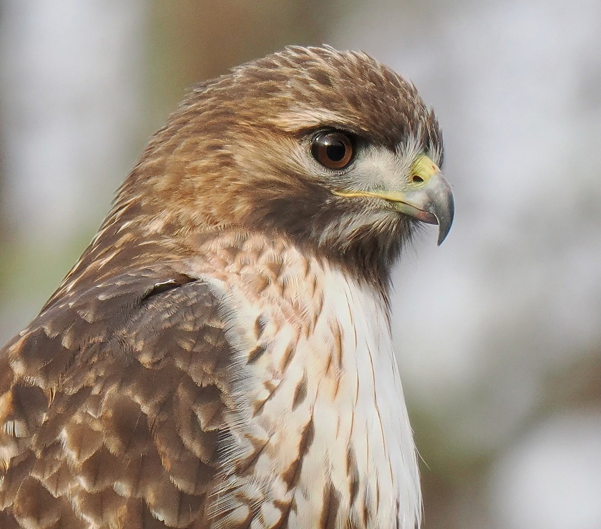 Red-tailed Hawk - ML610972191