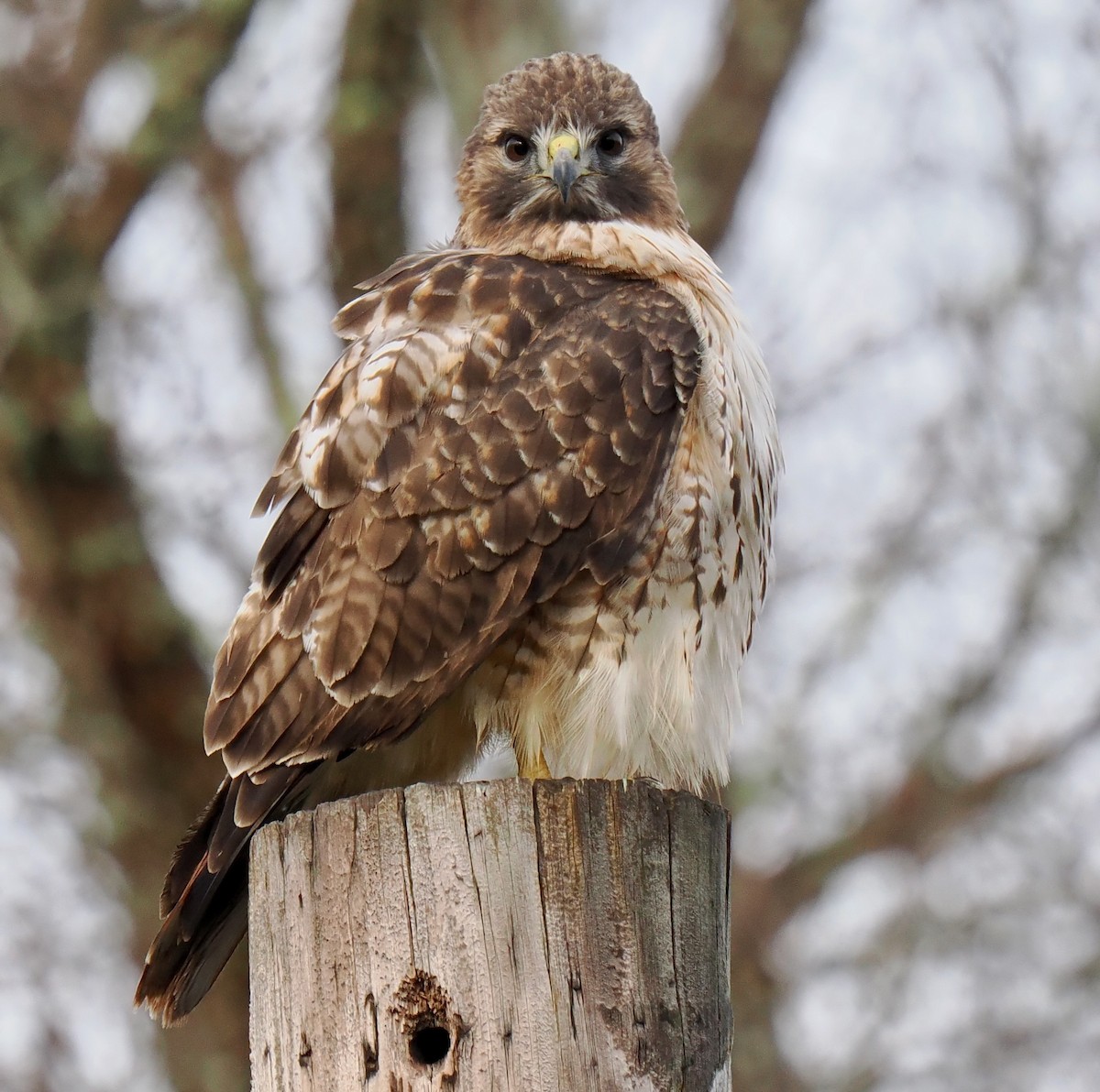 Red-tailed Hawk - ML610972192