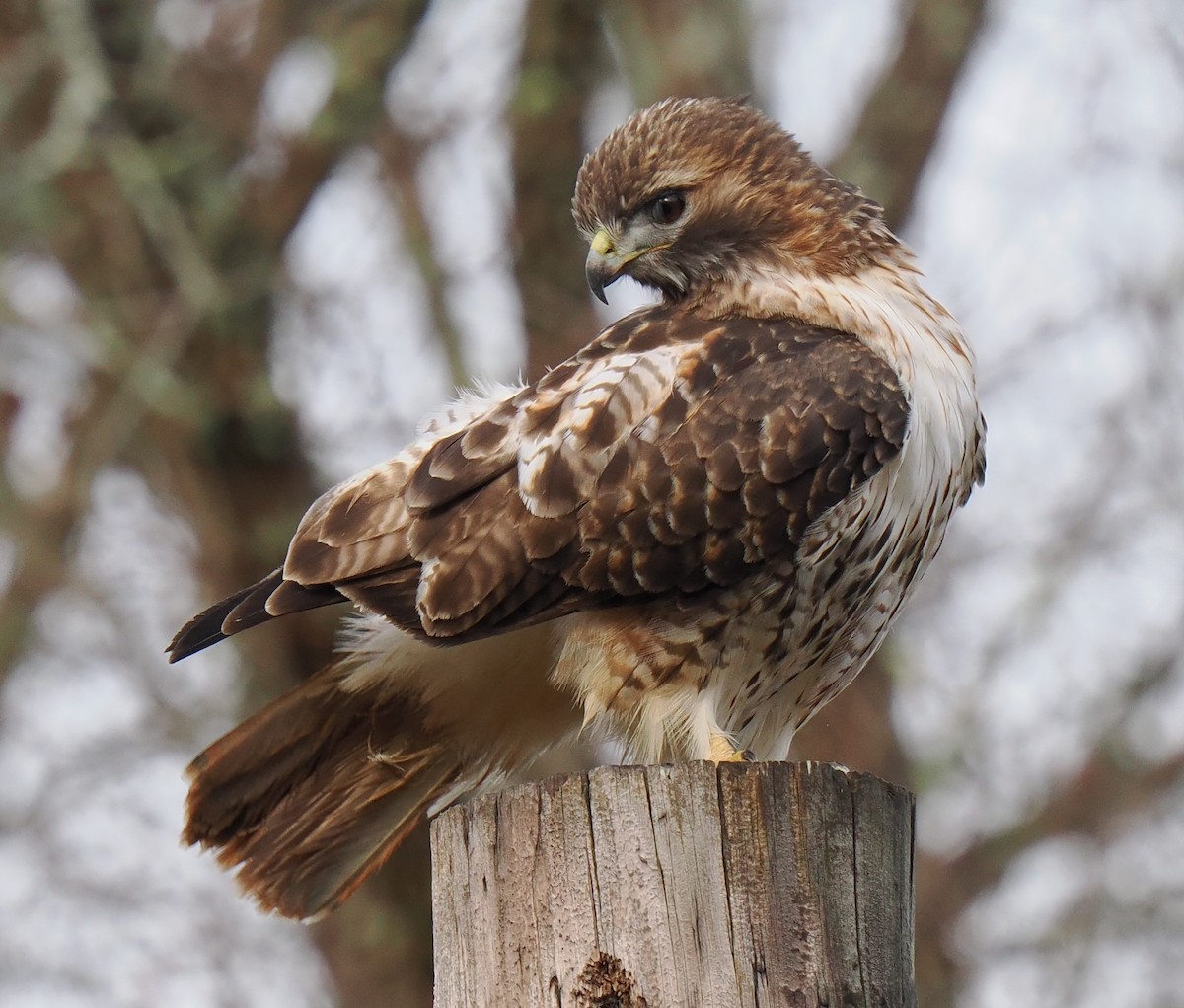 Red-tailed Hawk - ML610972194
