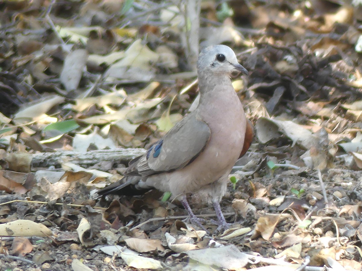 Emerald-spotted Wood-Dove - ML610972269