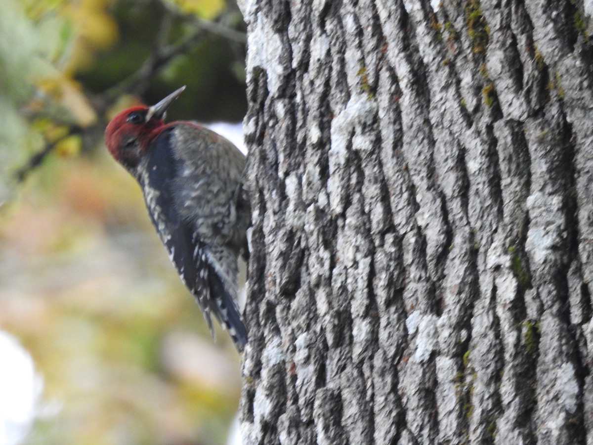 Red-breasted Sapsucker - ML610972360