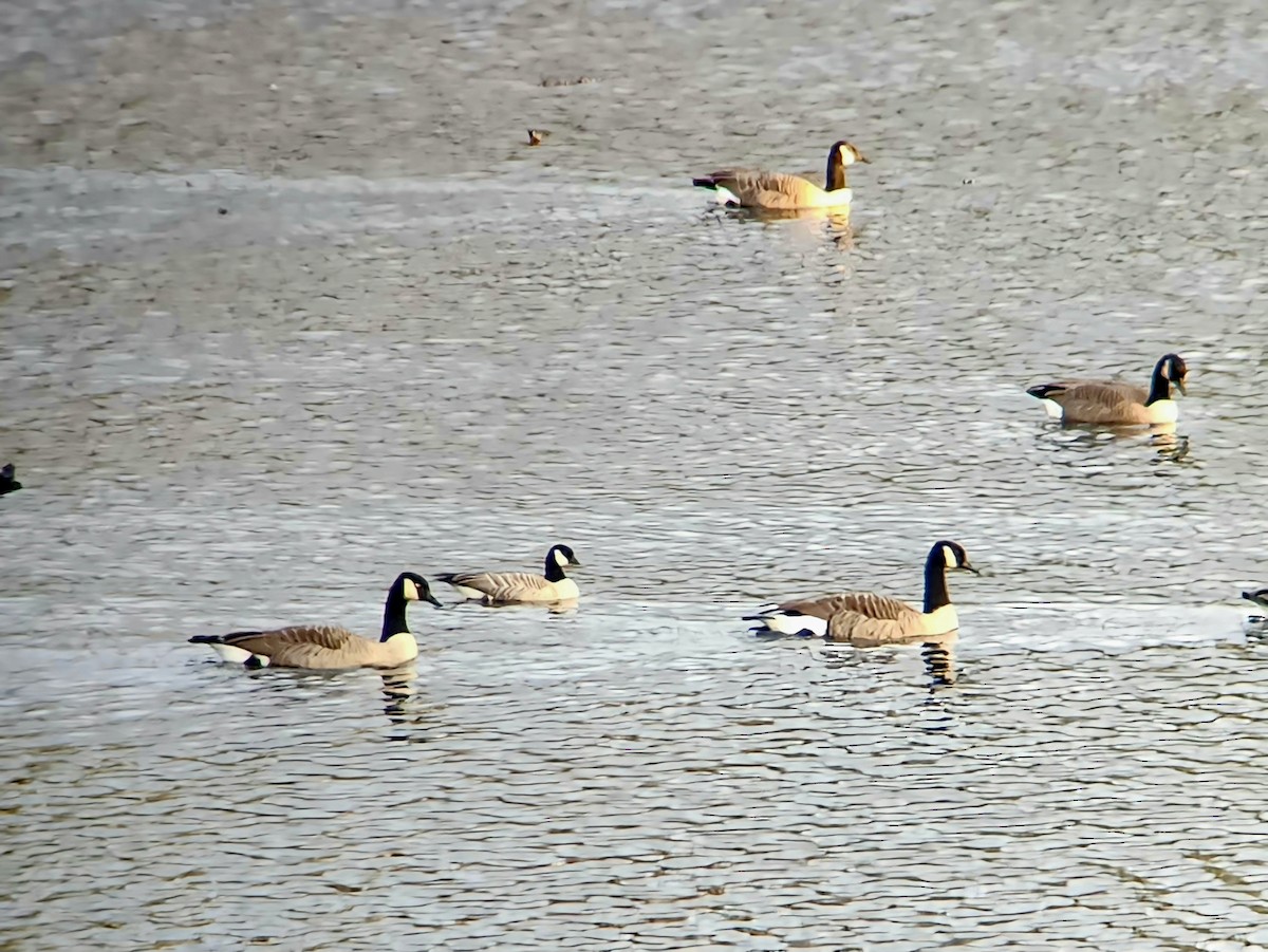 eBird Checklist 10 Nov 2023 Beaver Meadow Audubon Center 3 species