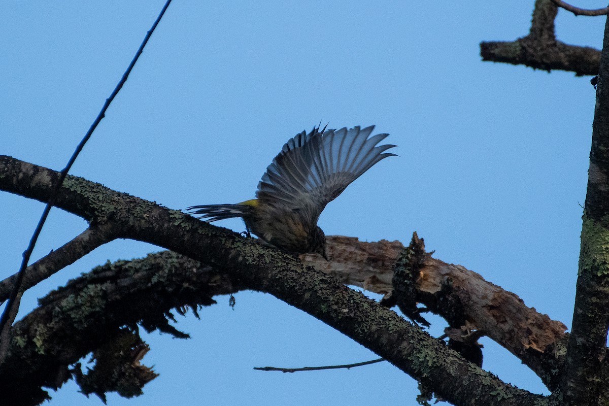 Yellow-rumped Warbler (Myrtle) - ML610973014