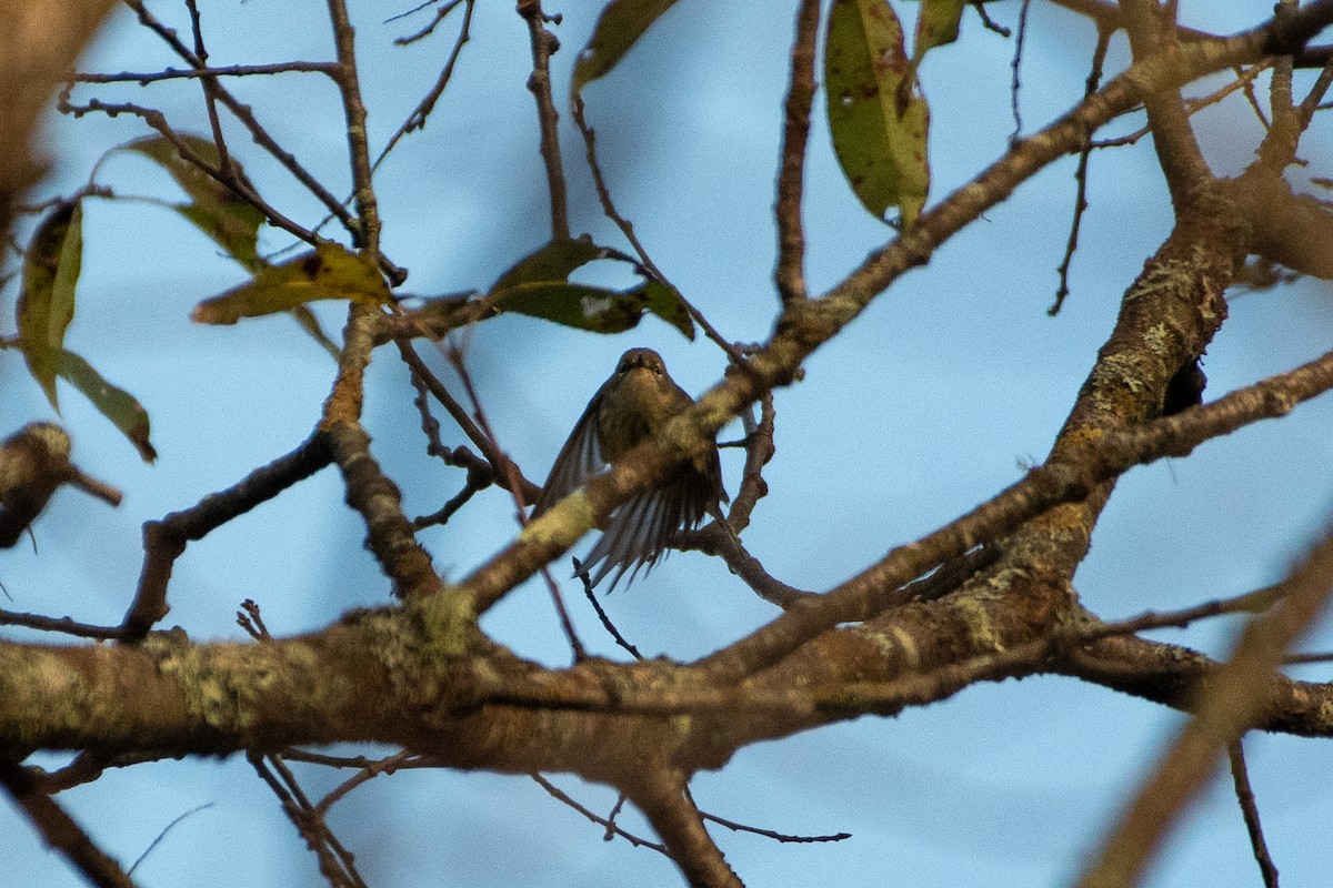 Yellow-rumped Warbler (Myrtle) - ML610973031