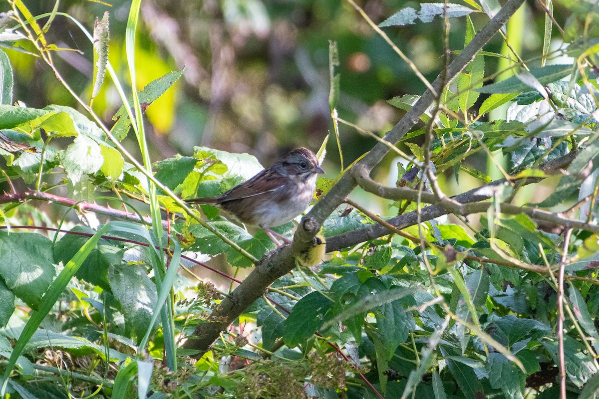 Swamp Sparrow - ML610973089