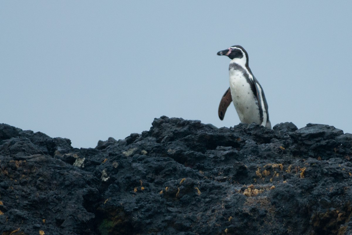 Humboldt Penguin - Jérémy Calvo