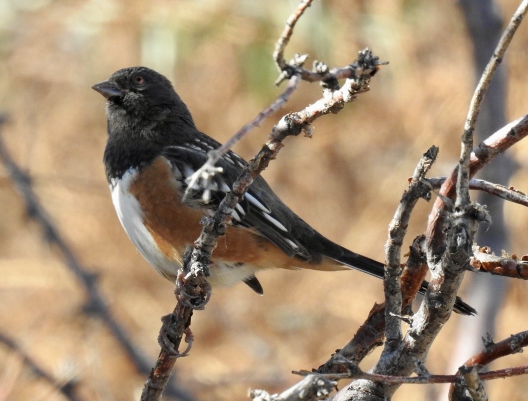 Spotted Towhee - ML610974356