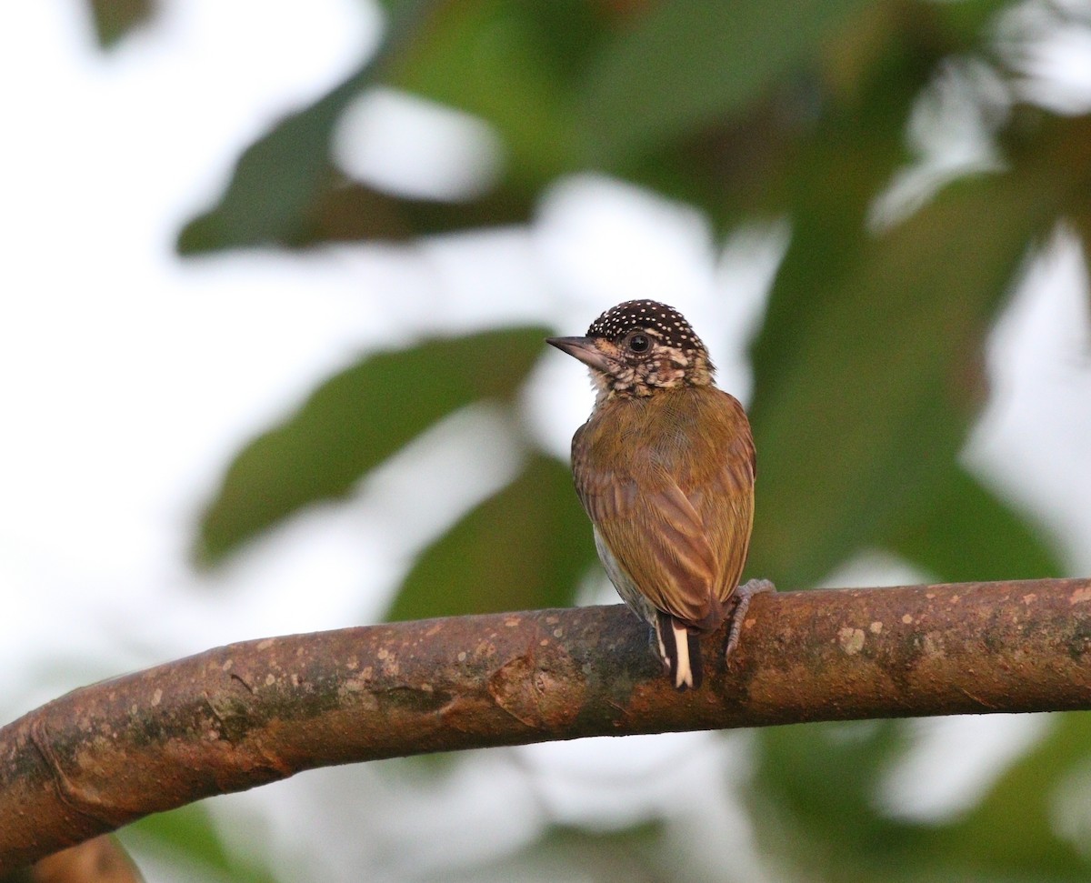 Bar-breasted Piculet - ML610974423