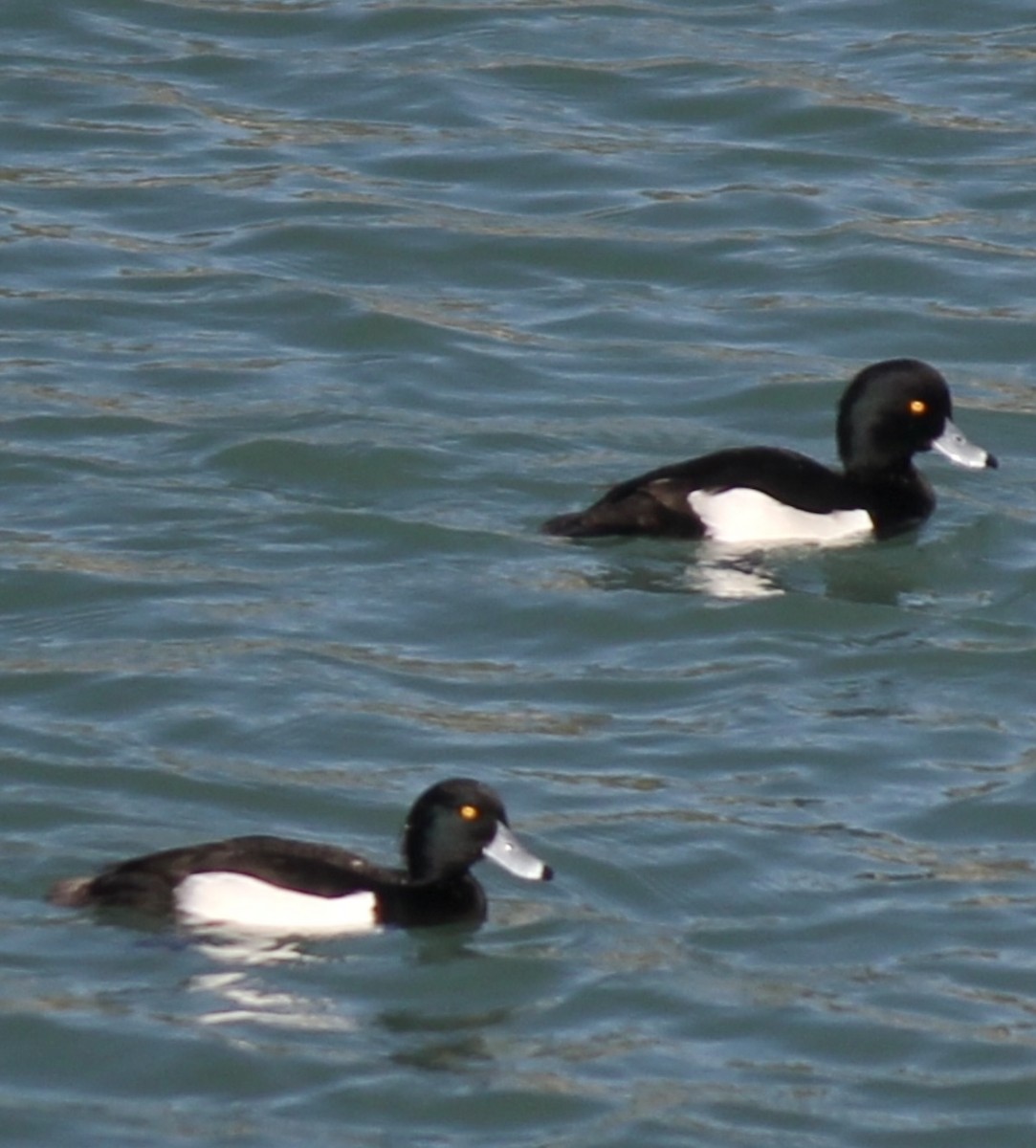 Tufted Duck - ML610975608