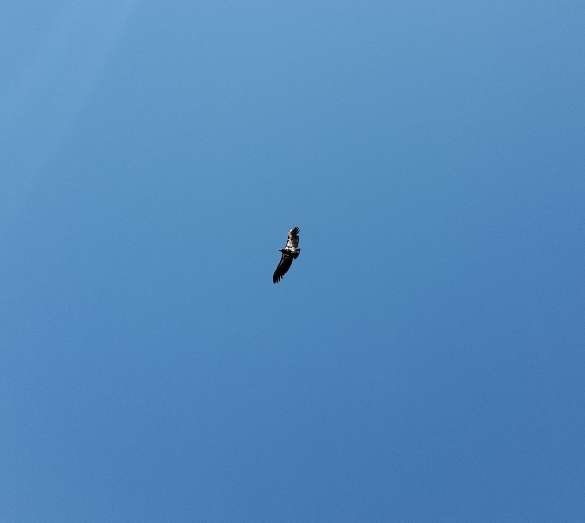 Condor de Californie - ML610976082