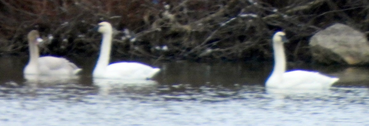 Tundra Swan - ML610976404