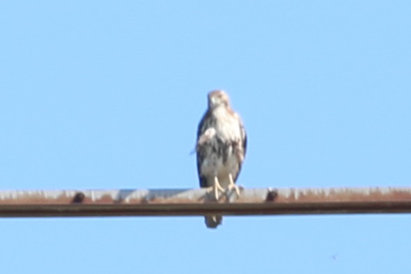 Red-tailed Hawk - ML610976604