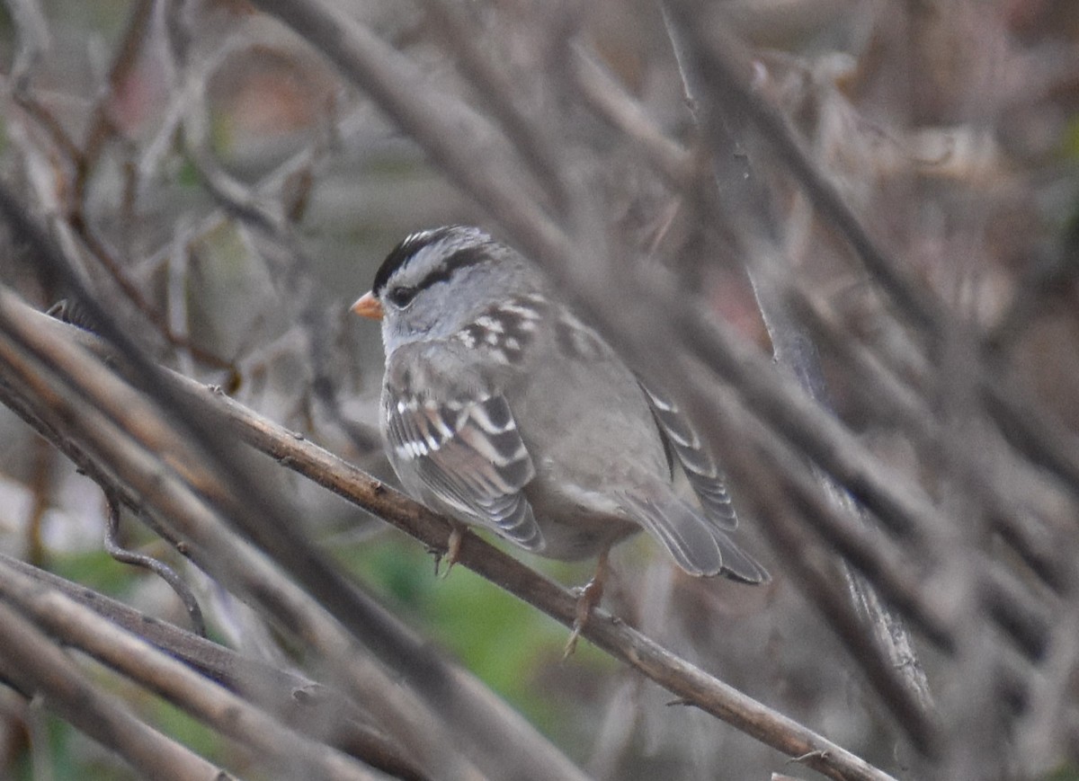 White-crowned Sparrow (Gambel's) - ML610976614
