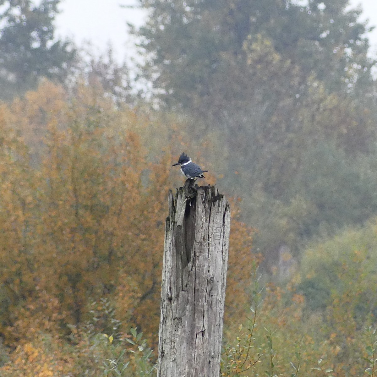 Belted Kingfisher - ML610976793