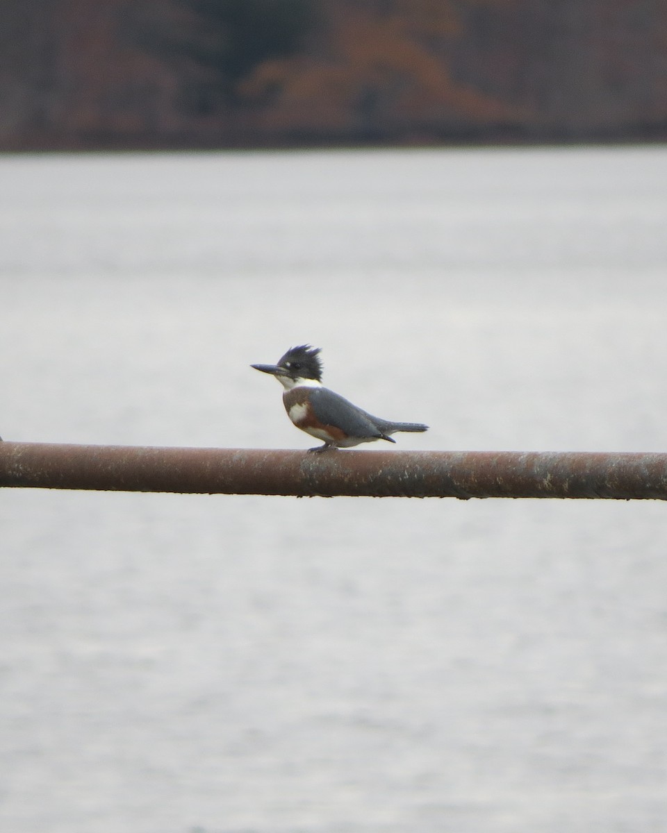Belted Kingfisher - ML610976953