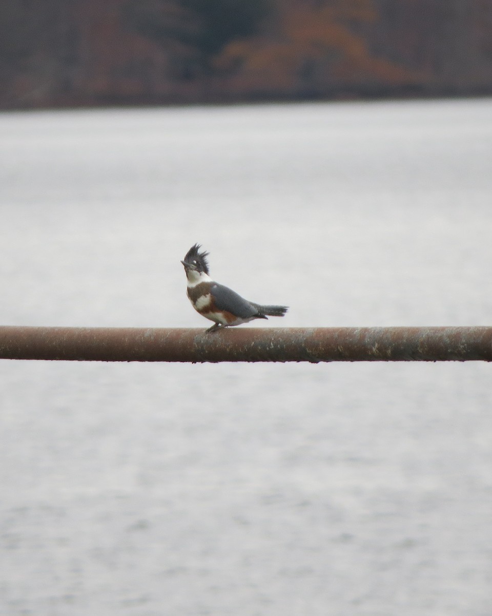 Belted Kingfisher - ML610976954