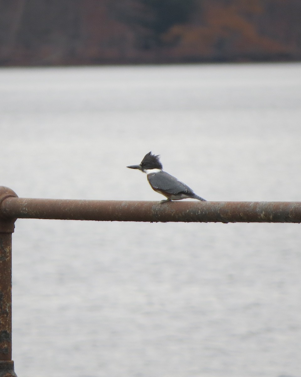 Belted Kingfisher - ML610976955