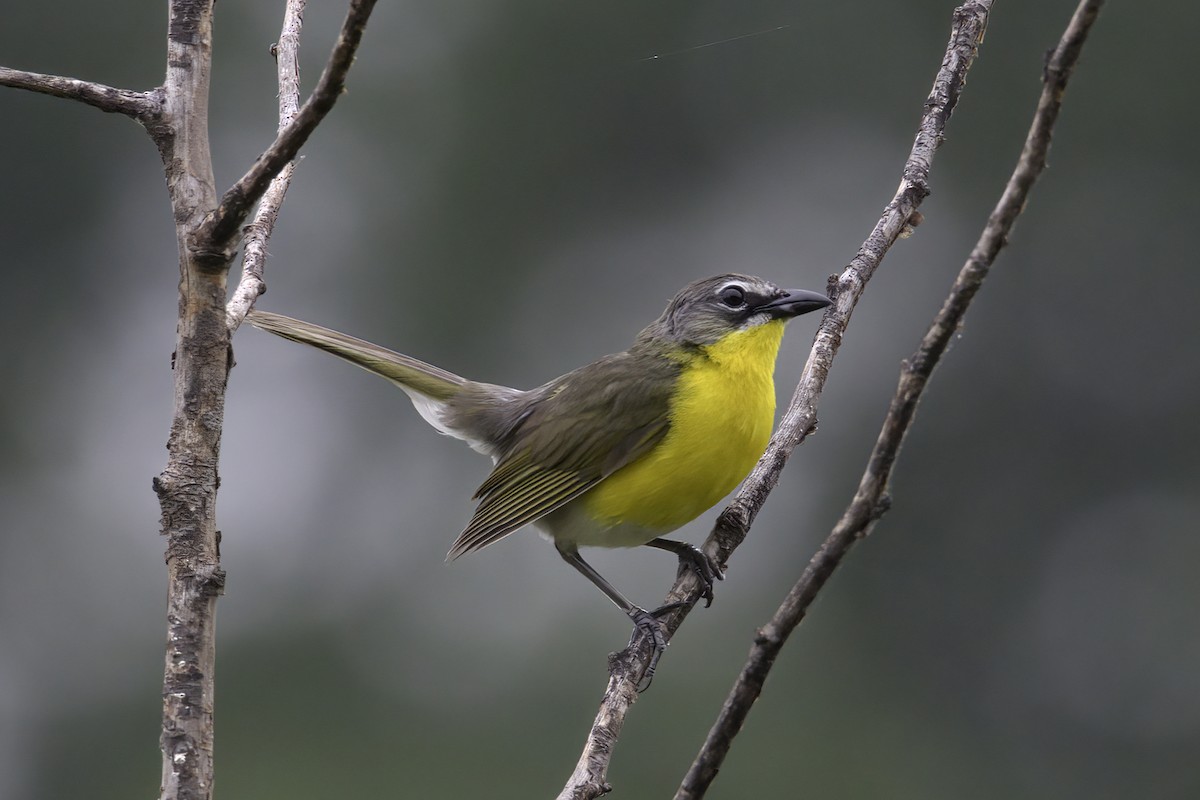 Yellow-breasted Chat - ML610977364