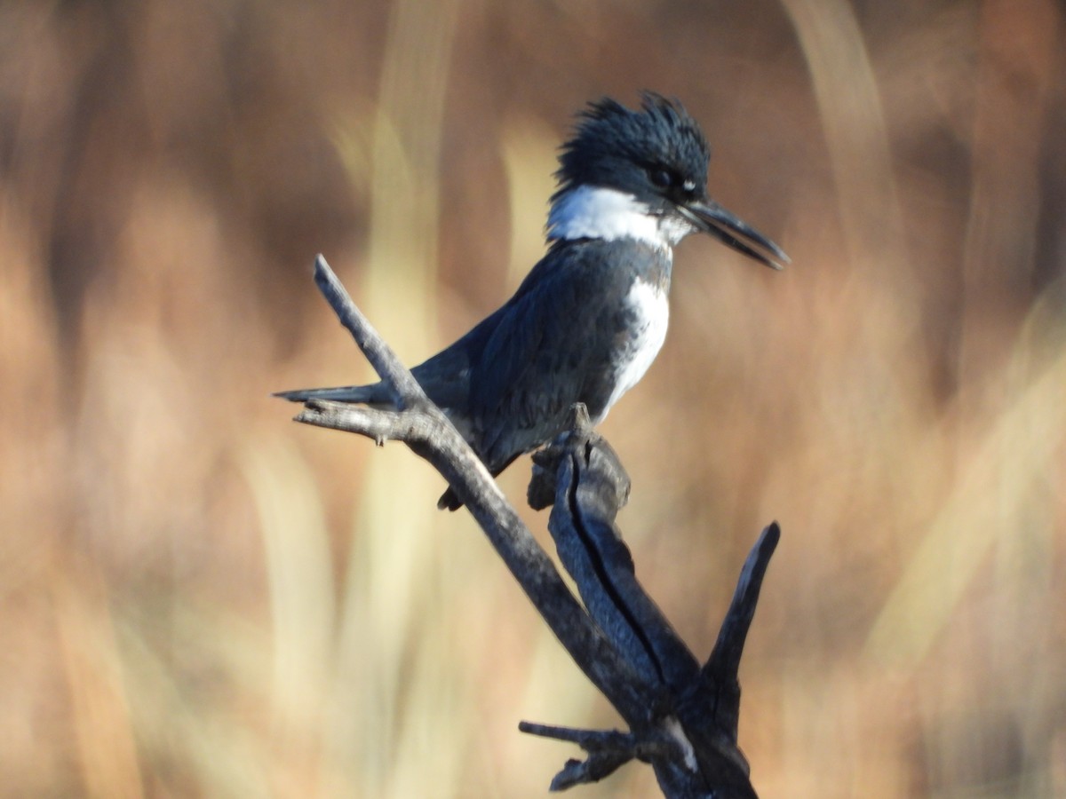 Belted Kingfisher - ML610977567
